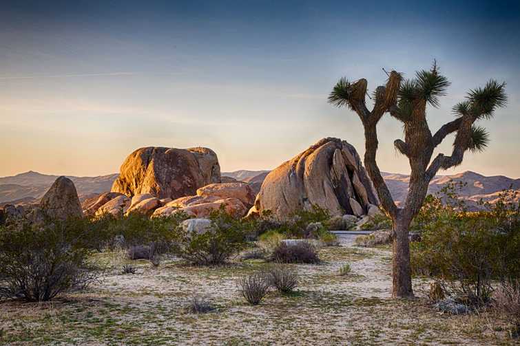 Joshua Tree National Park