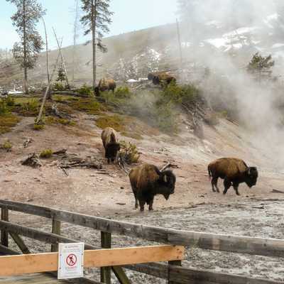 American Bison Herd in Yellowstone Park