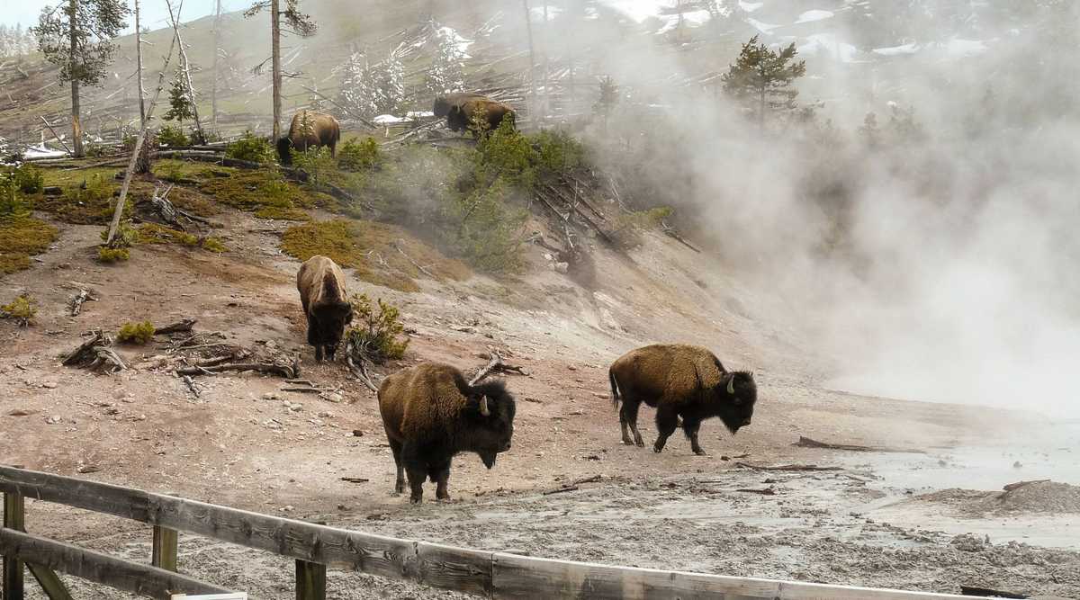 American Bison Herd in Yellowstone Park