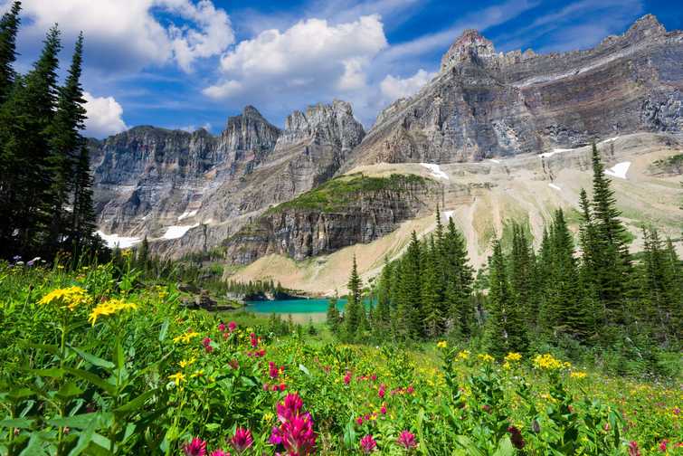 Wild flowers on the Iceberg Lake Trail