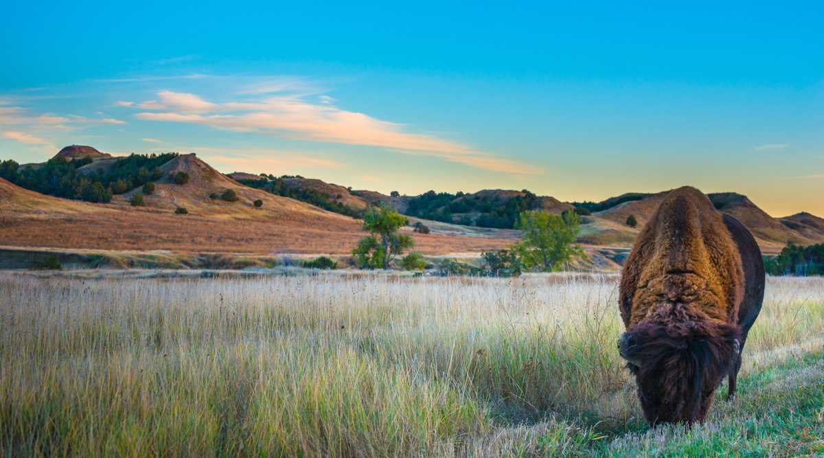 Badlands Bison