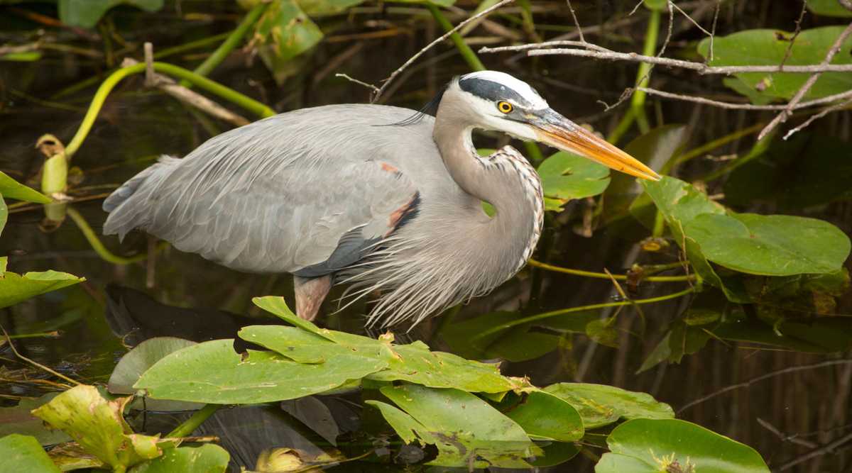 Great blue heron standing in Florida's Everglades National Park.