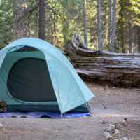 Campground green tent among pine trees